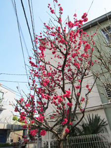 ビオトープの桃の花が満開です01